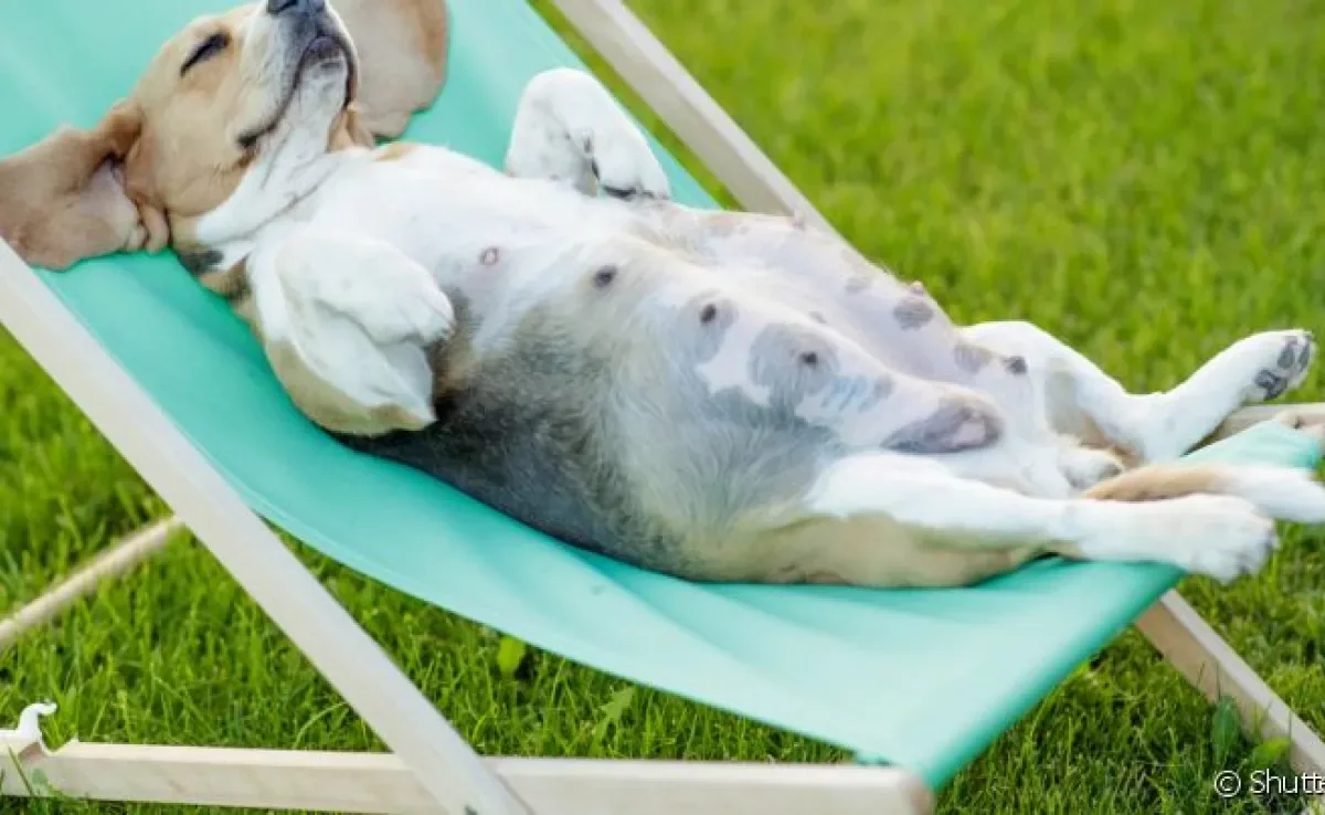 A gestação de cachorro é um período delicado que requer a atenção e cuidado do tutor 