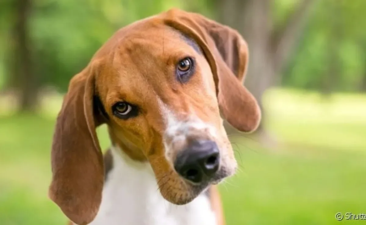 A labirintite em cachorro pode ter diferentes causas, como a otite canina