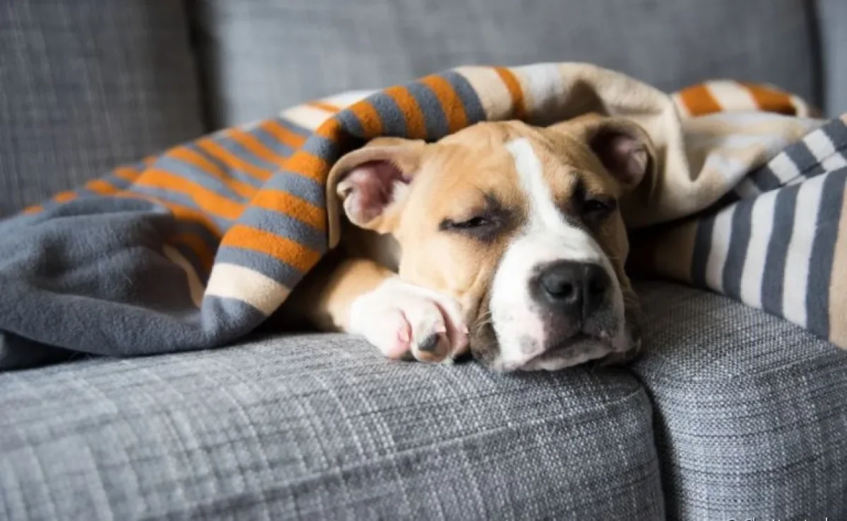 A leishmaniose visceral canina é uma grave doença que pode atingir os pets e a família