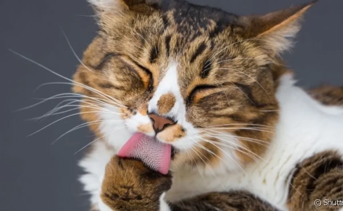 O "malt paste" ajuda a eliminar bolas de pelo do organismo do gato
