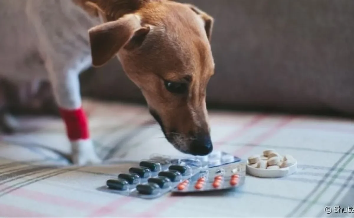 Jamais o cachorro pode comer remédio de humano. A composição desses medicamento pode ser muito tóxica aos cães