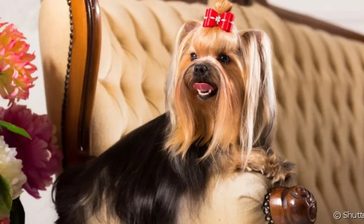 É comum o tutor buscar um nome de cachorro de rico para dar um ar de sofisticação para o pet
