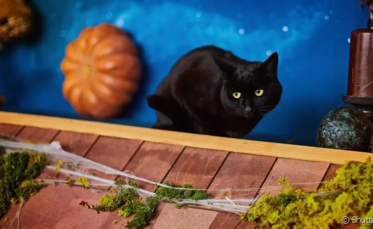 Nomes para animais místicos: inspire-se em culturas diferentes