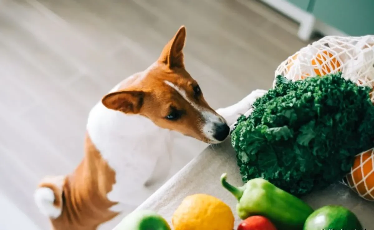  Alimentos que soltam o intestino do cachorro ajudam a melhorar a diarreia 