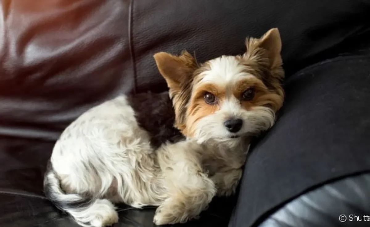 A cinomose é um das doenças mais graves que pode atingir um cachorro
