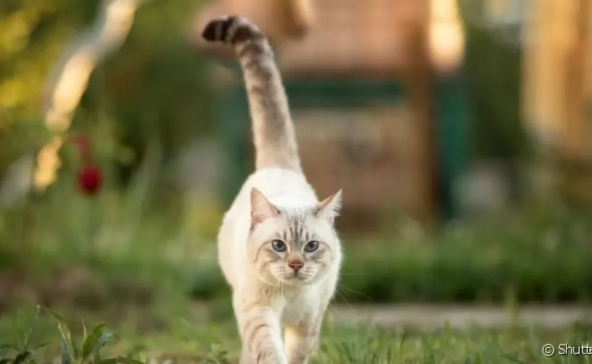 Descobrir o que significa quando o gato balança a cauda ajuda na comunicação entre tutor e bichano