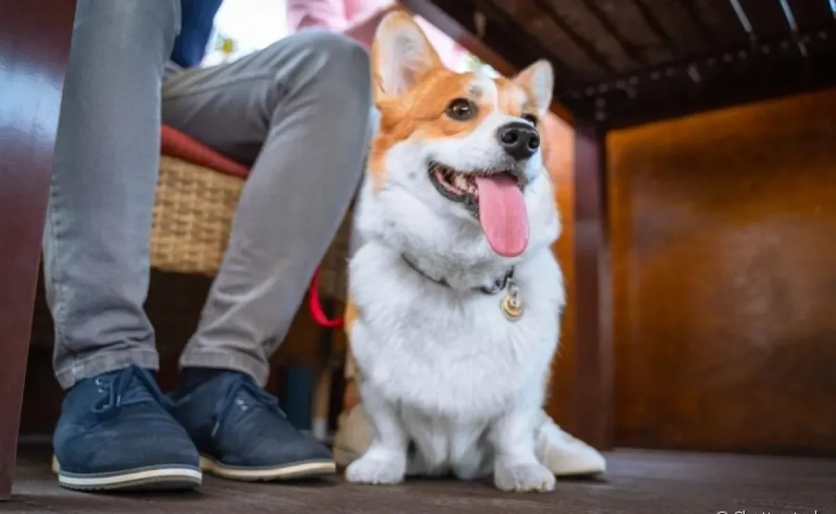 Estabelecimentos pet friendly são aqueles que aceitam e são preparados para receberem animais de estimação