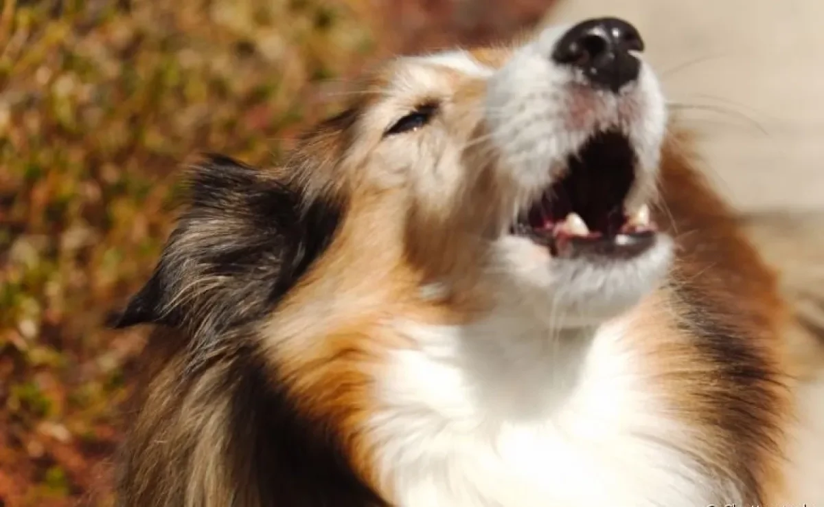 Cachorro uivando: comportamento é herdado dos ancestrais caninos
