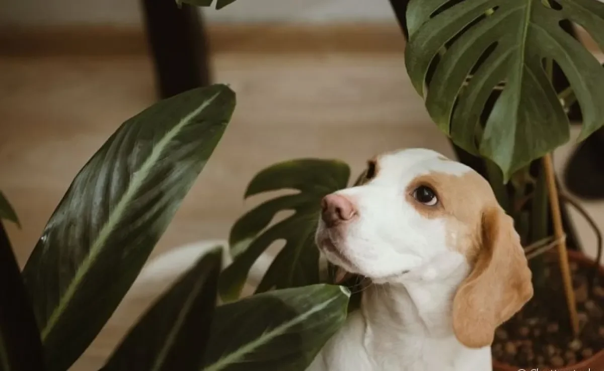  Saiba quais são as plantas tóxicas para cachorro 