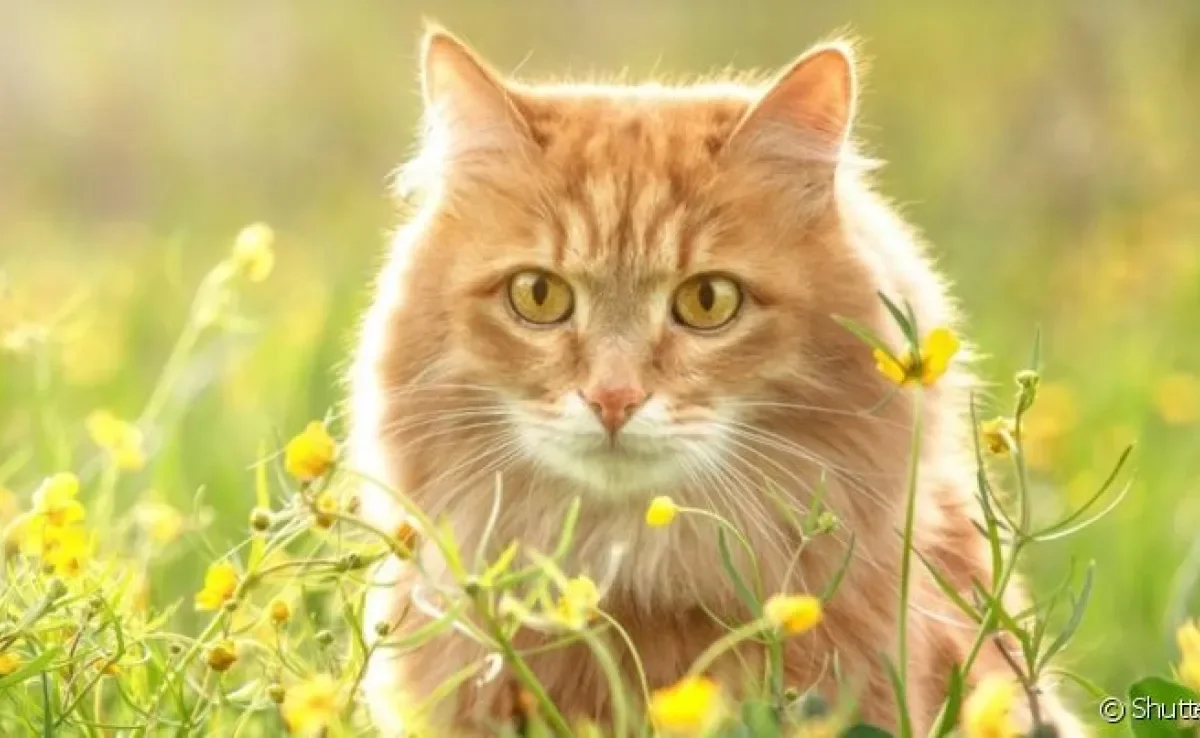 A história de como surgiram as diversas raças de gato que existem hoje começou 10 mil anos atrás