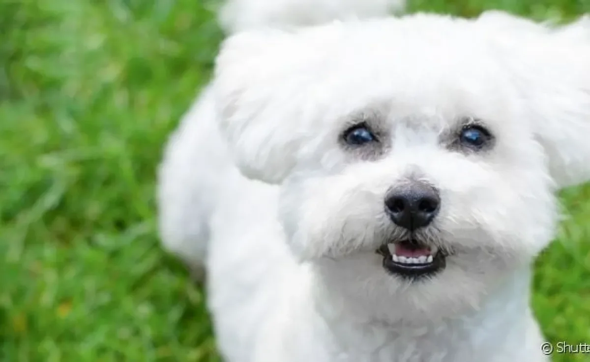 As raças de cachorro branco fazem qualquer um se apaixonar!