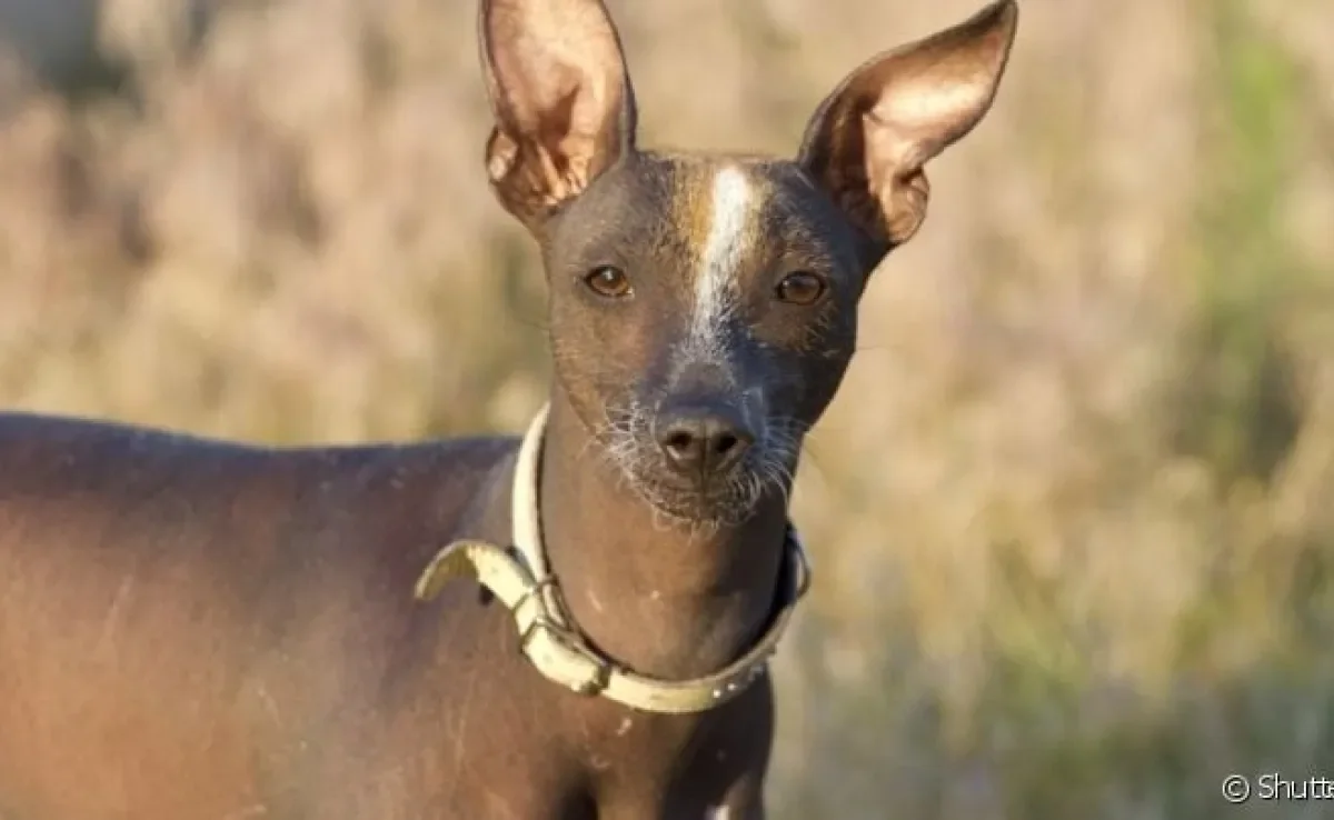 O Cachorro Pelado Mexicano é um exemplo de cachorro sem pelo que requer cuidados extras na pele