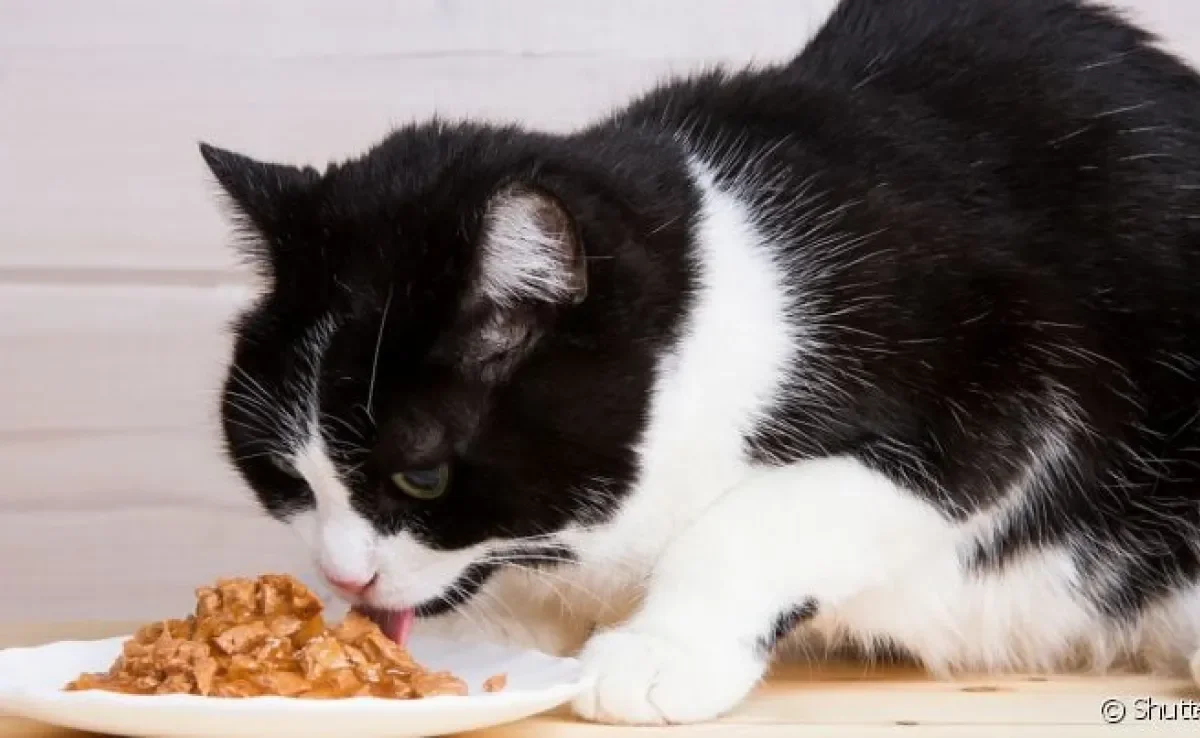 Veterinário pode ajudar a escolher a melhor ração para gatos idosos