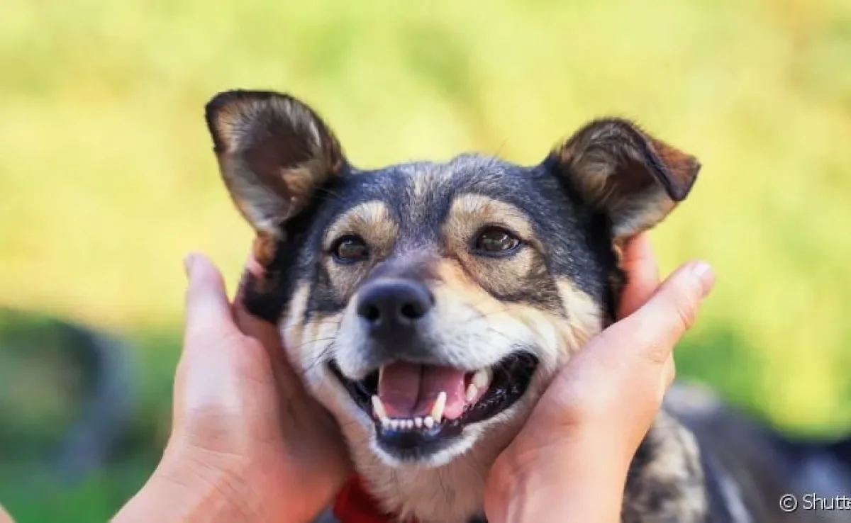  Cachorro tem signo? Acredita-se que os astros podem influenciar a personalidade dos pets 