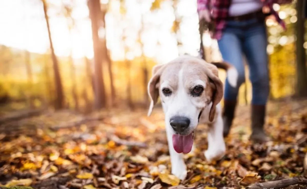 Um cachorro puxando a guia pode atrapalhar a experiência do passeio, e deve ser corrigido