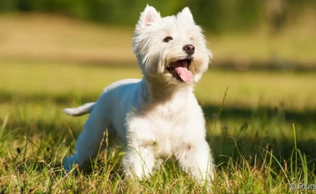 O West Highland White Terrier é um cachorro com características incríveis e que farão você se apaixonar por ele