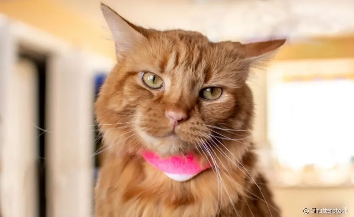  O abscesso em gato surge como uma reação do organismo a qualquer tipo de infecção 