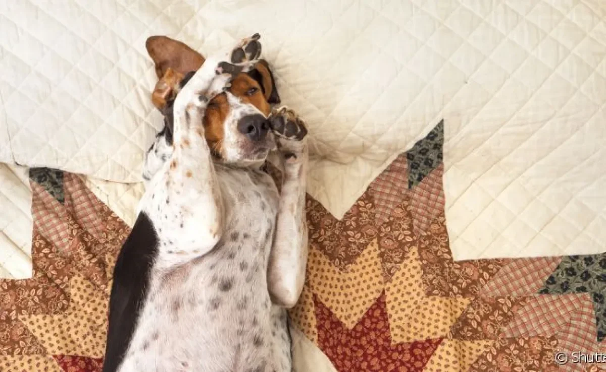 O cachorro com alergia precisa passar por uma consulta com um médico veterinário para receber tratamento adequado