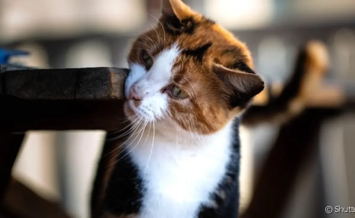 O bigodinho de gato possui uma função importante para o animal
