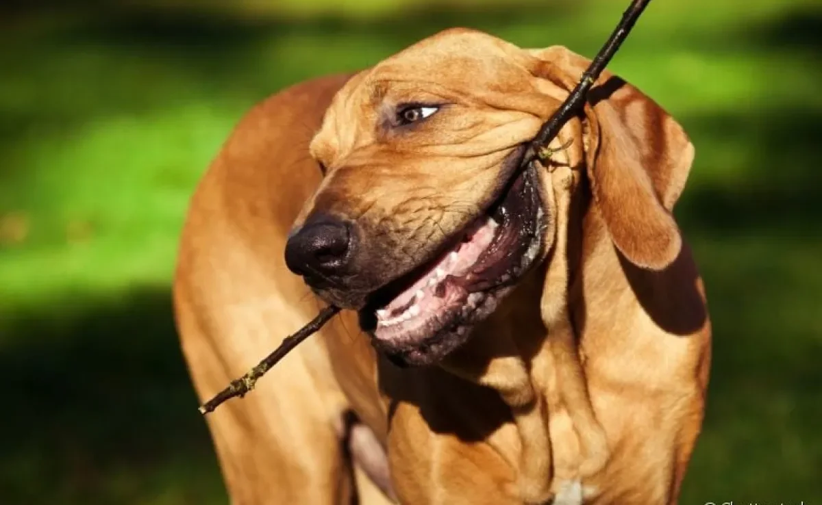  Conheça as 5 principais raças de cachorro brasileiro 