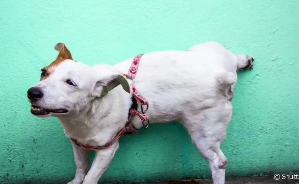 Cachorro marcando território: comportamento costuma parar depois da castração