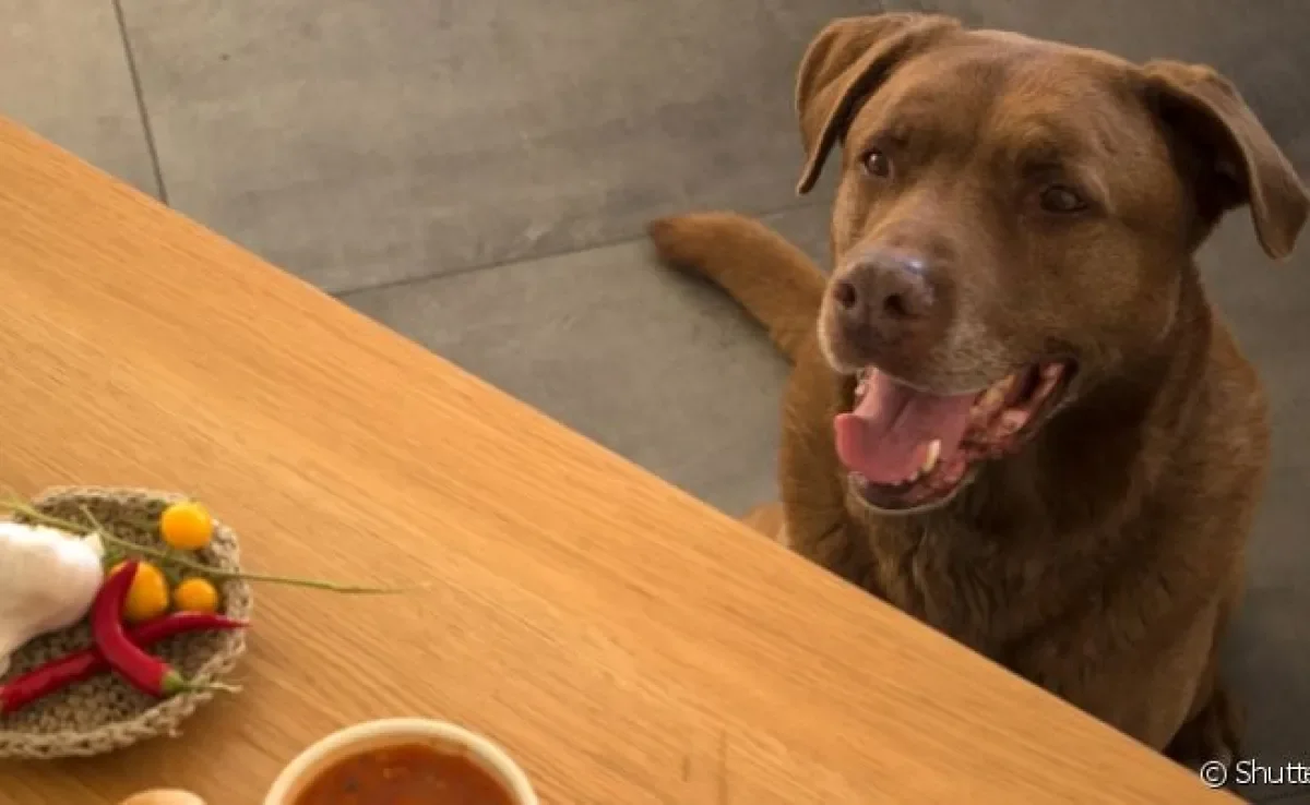 Cebola para cachorro: alimento possui componentes prejudiciais para o organismo canino