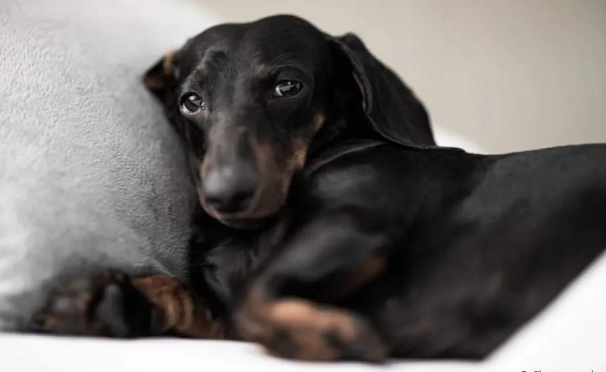 O cachorro vomitando pode ter diferentes causas