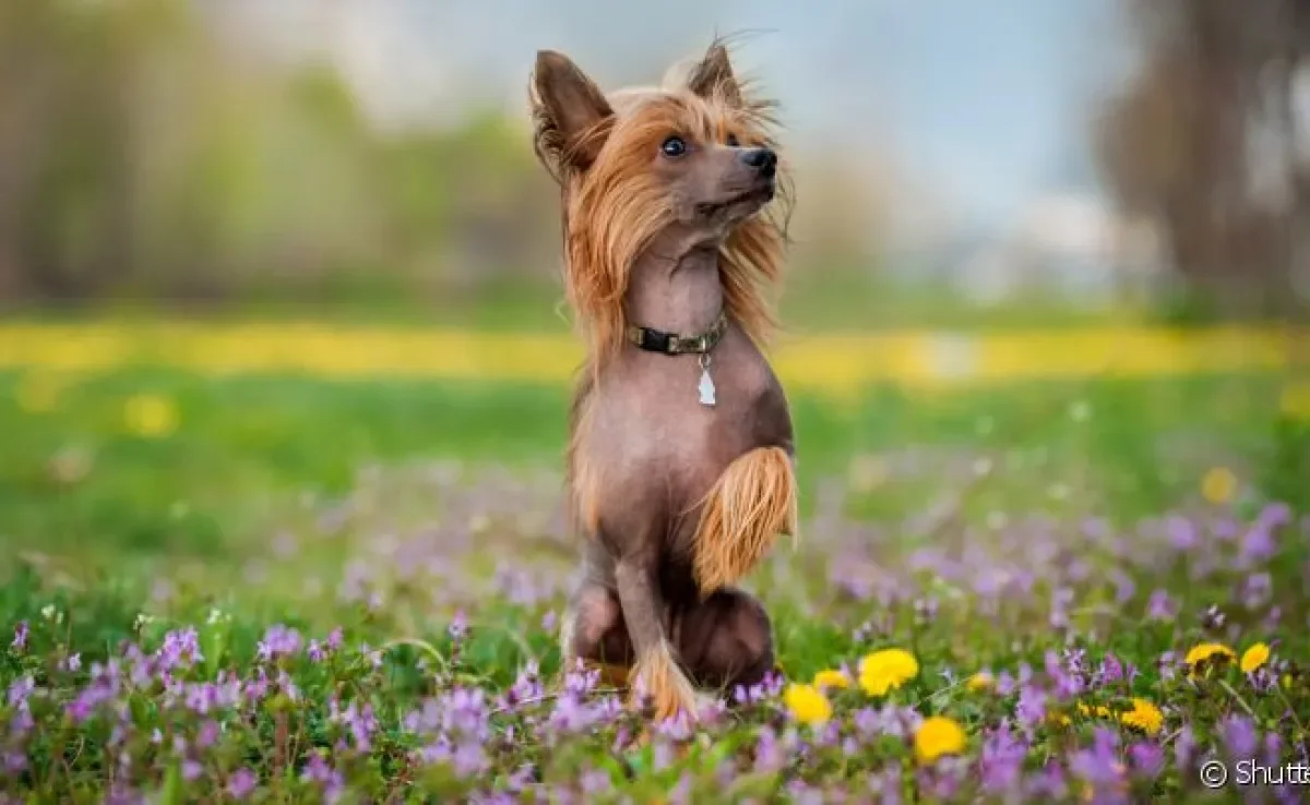  O Cão de Crista Chinês possui uma aparência exótica, mas é super dócio e uma ótima companhia 