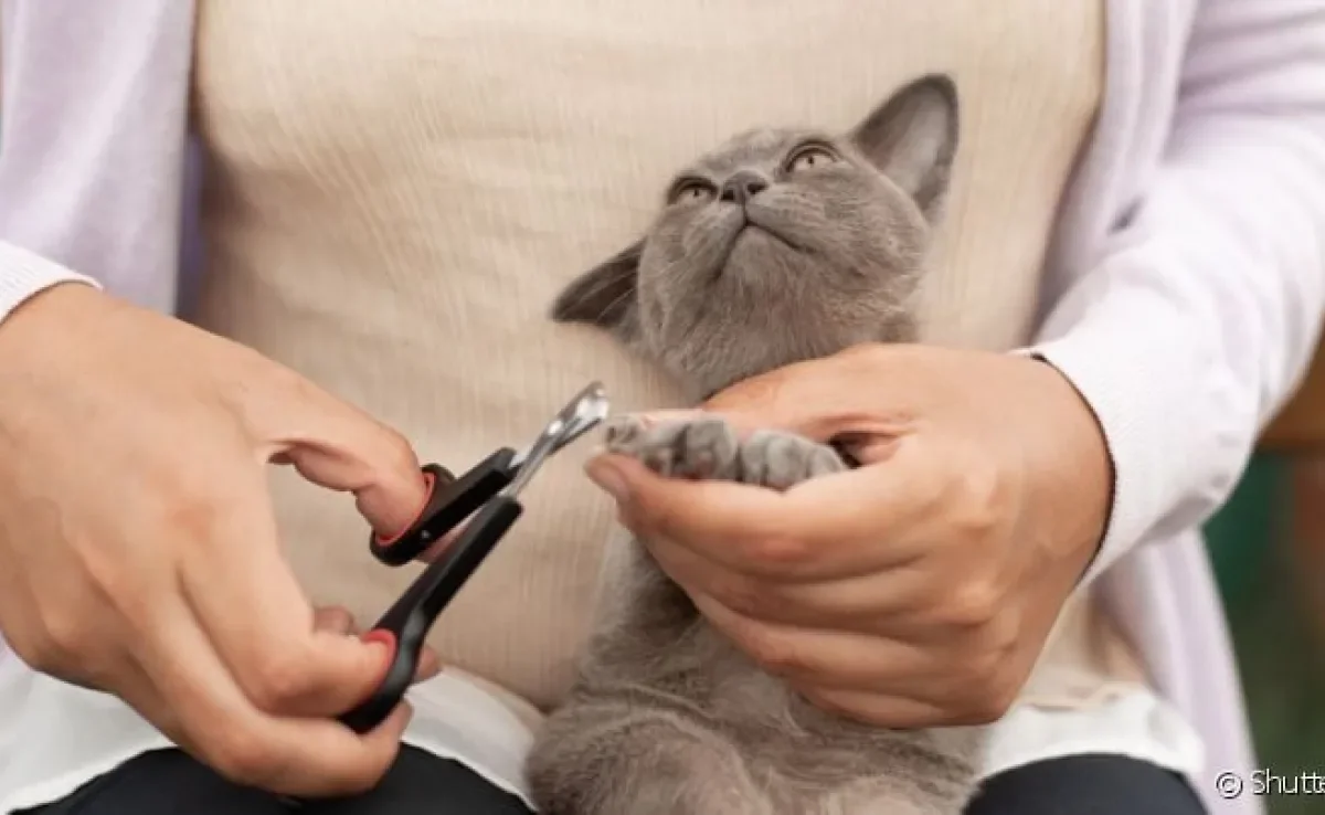  Cortar unha de gato pode ser mais fácil em um ambiente em que ele conheça e com alguém que confie 