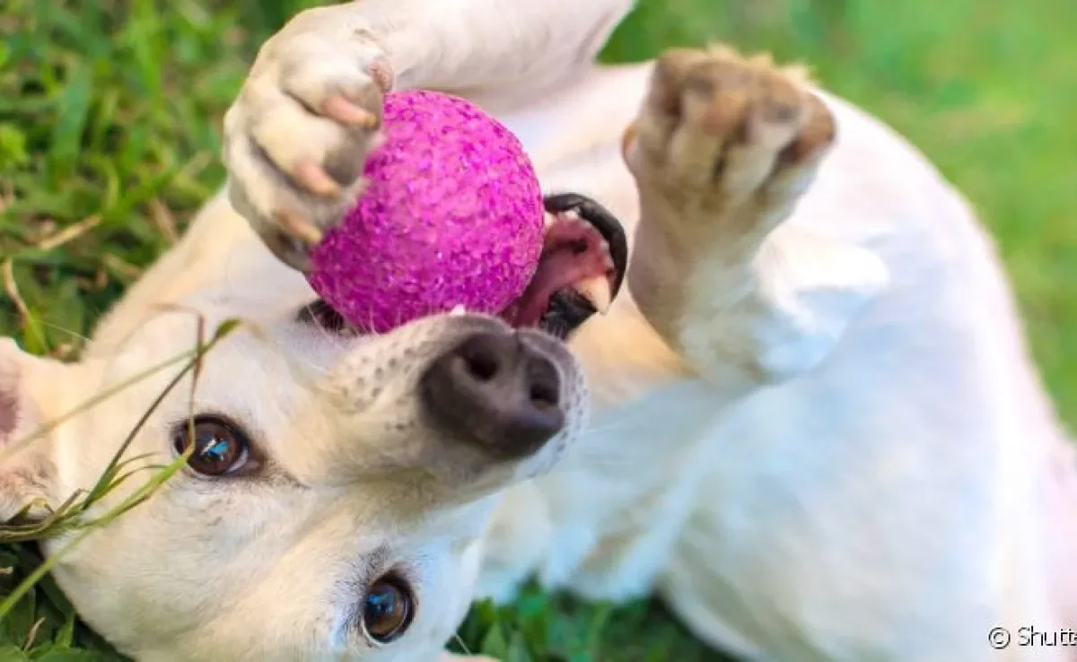 Bolinha: cachorro ama brincadeira com esse acessório