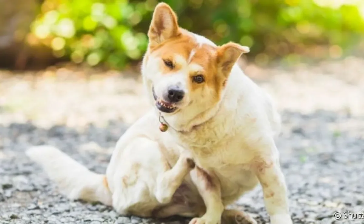 Existem diferentes tipos de remédio para carrapato em cachorro que atuam na eliminação do parasita