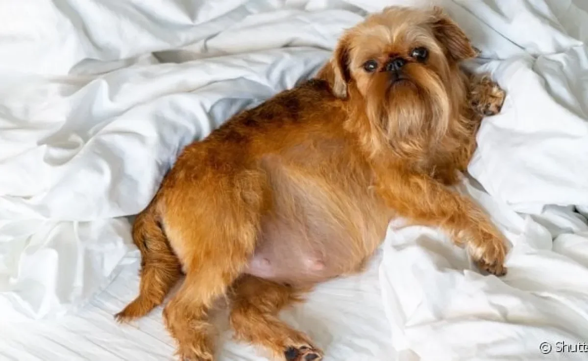 A cachorra em trabalho de parto apresenta alguns sinais, como as contrações