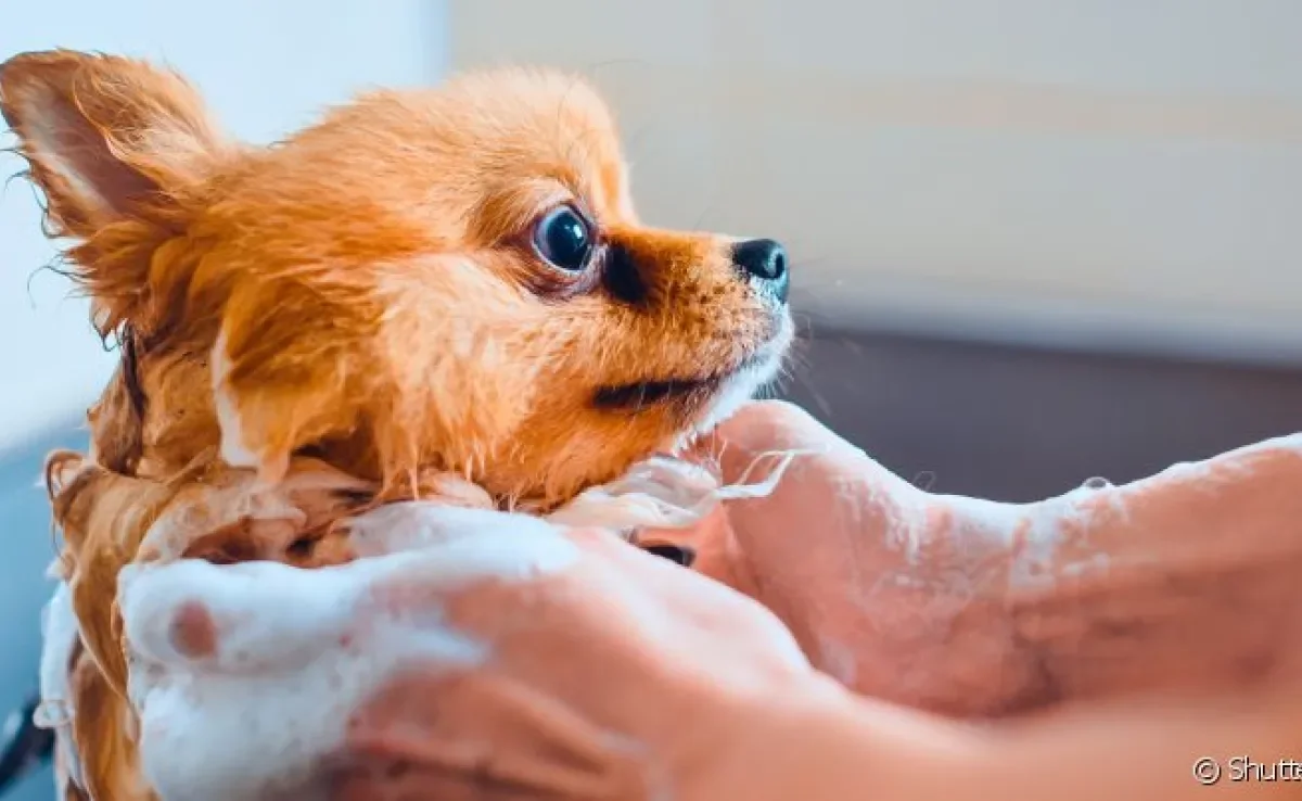 O shampoo para cachorro deve ser adequado à idade e cor da pelagem do pet