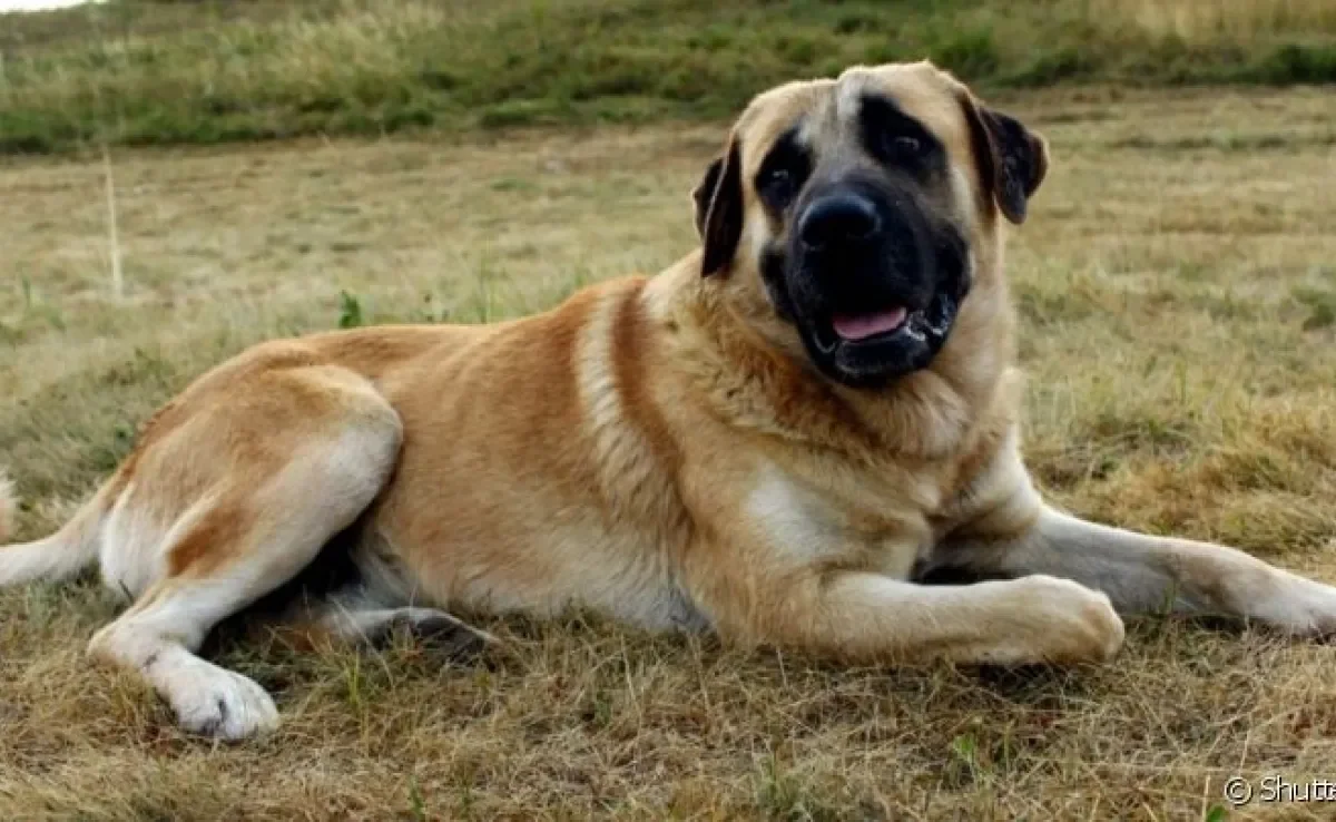 O Kangal é uma raça gigante conhecida por ter a mordida de cachorro mais forte do mundo