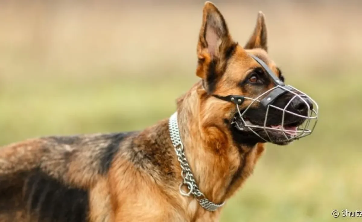 A focinheira para cachorro evita comportamentos agressivos e melhora o comportamento do animal