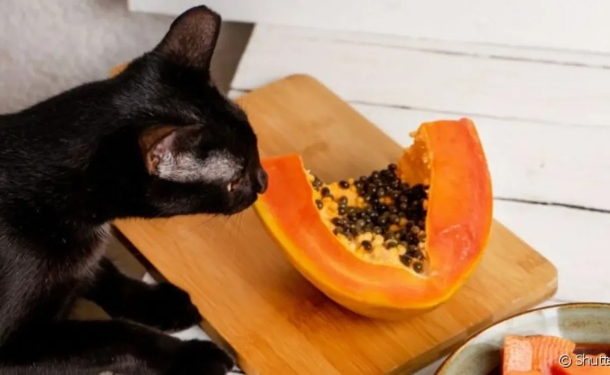 Seu gato come mamão? Saiba se essa fruta faz bem para a sáude do animal