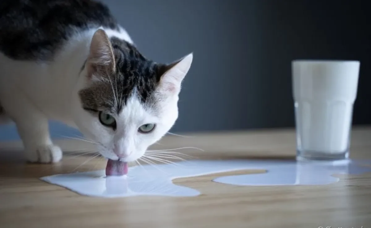 Gato e leite não é uma das melhores combinações e pode fazer mal para o seu pet