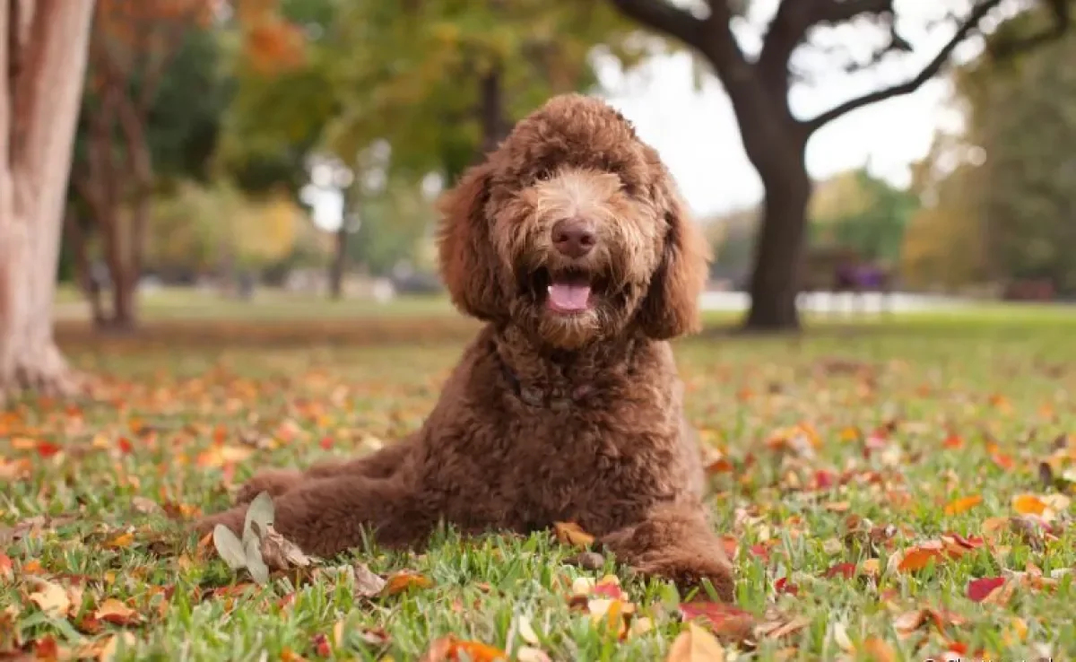 O Labradoodle é um cachorrinho com características de Poodle e Labrador