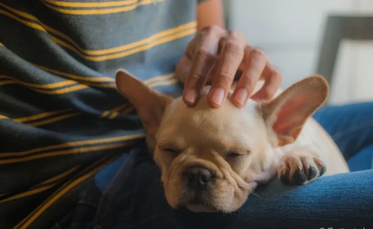 Na maioria das vezes, o cachorro encosta a cabeça no dono como sinal de afeto