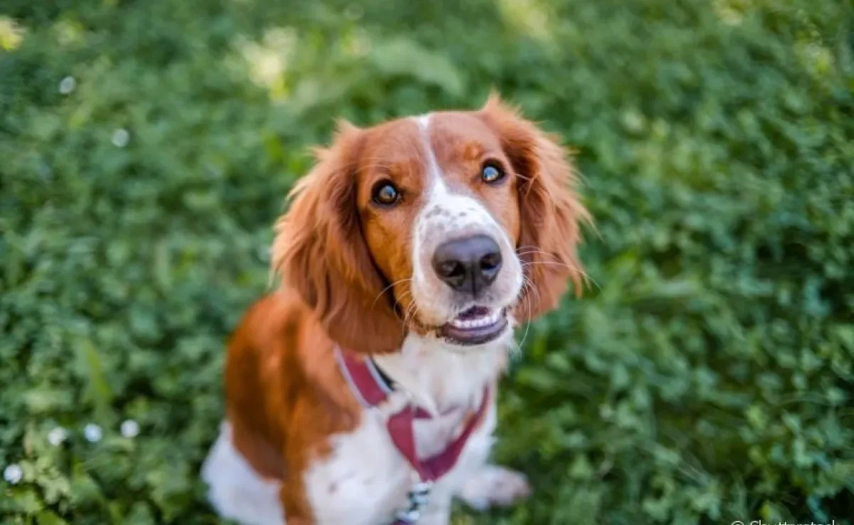 O olho de cachorro não enxerga todas as cores, mas tem uma ótima capacidade noturna e periférica