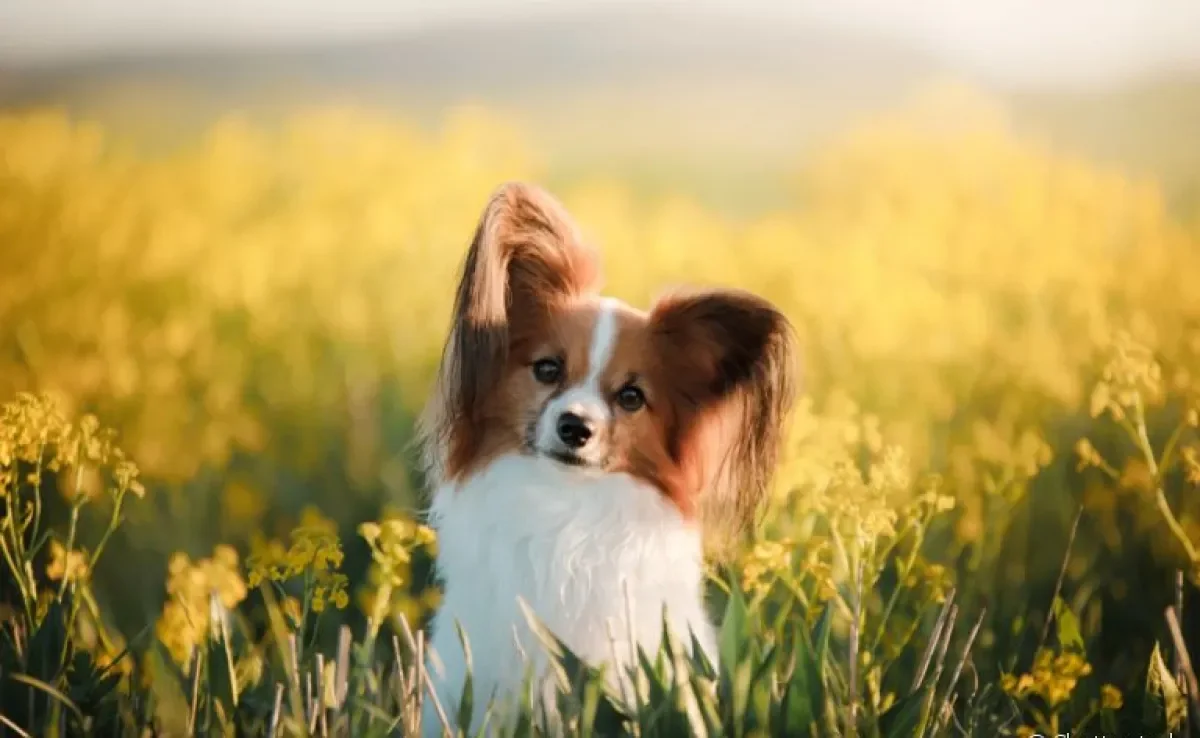  O Papillon é um cachorro pequeno super dócil e cheio de energia! 