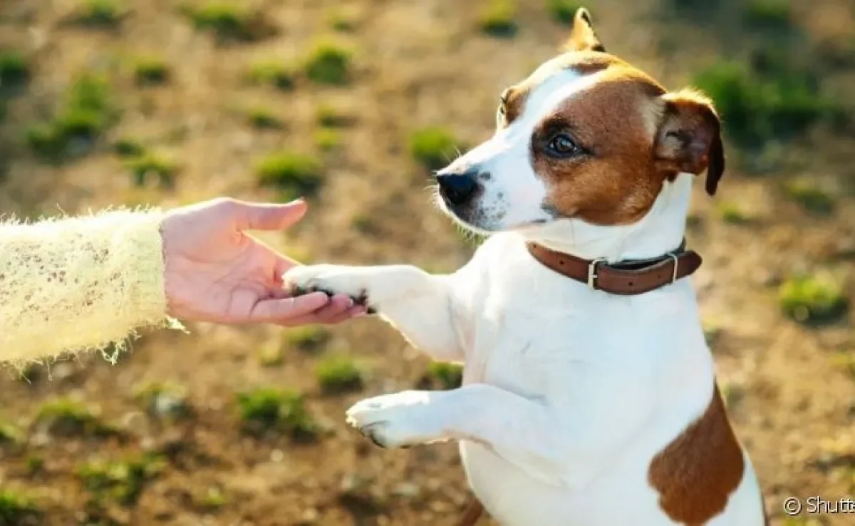 A pata de cachorro é uma parte do corpo que fica muito exposta e tem contato com diferentes superfícies