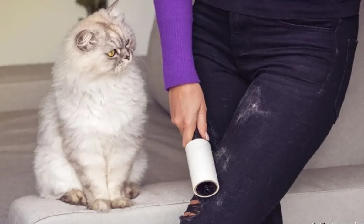  Tirar pelo de gato da roupa não é uma tarefa difícil, basta utilizar os métodos corretos 