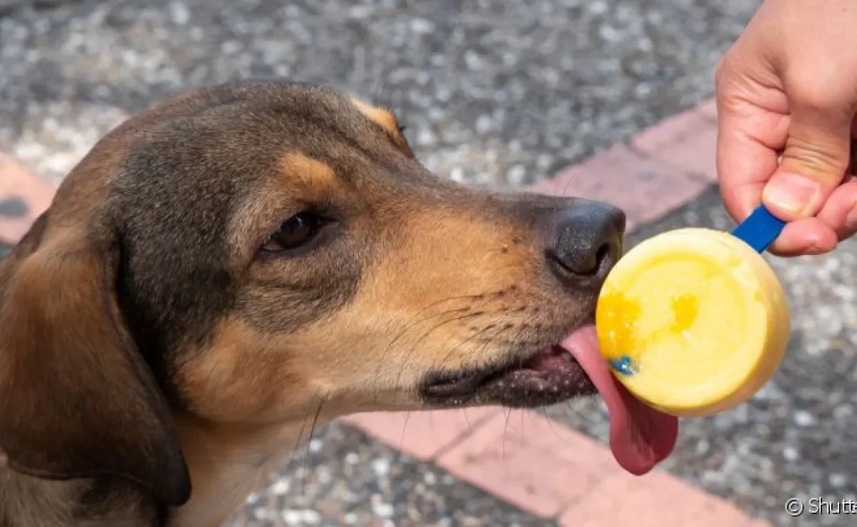 O sorvete de cachorro sempre deve ser oferecido em quantidade moderada e como petisco
