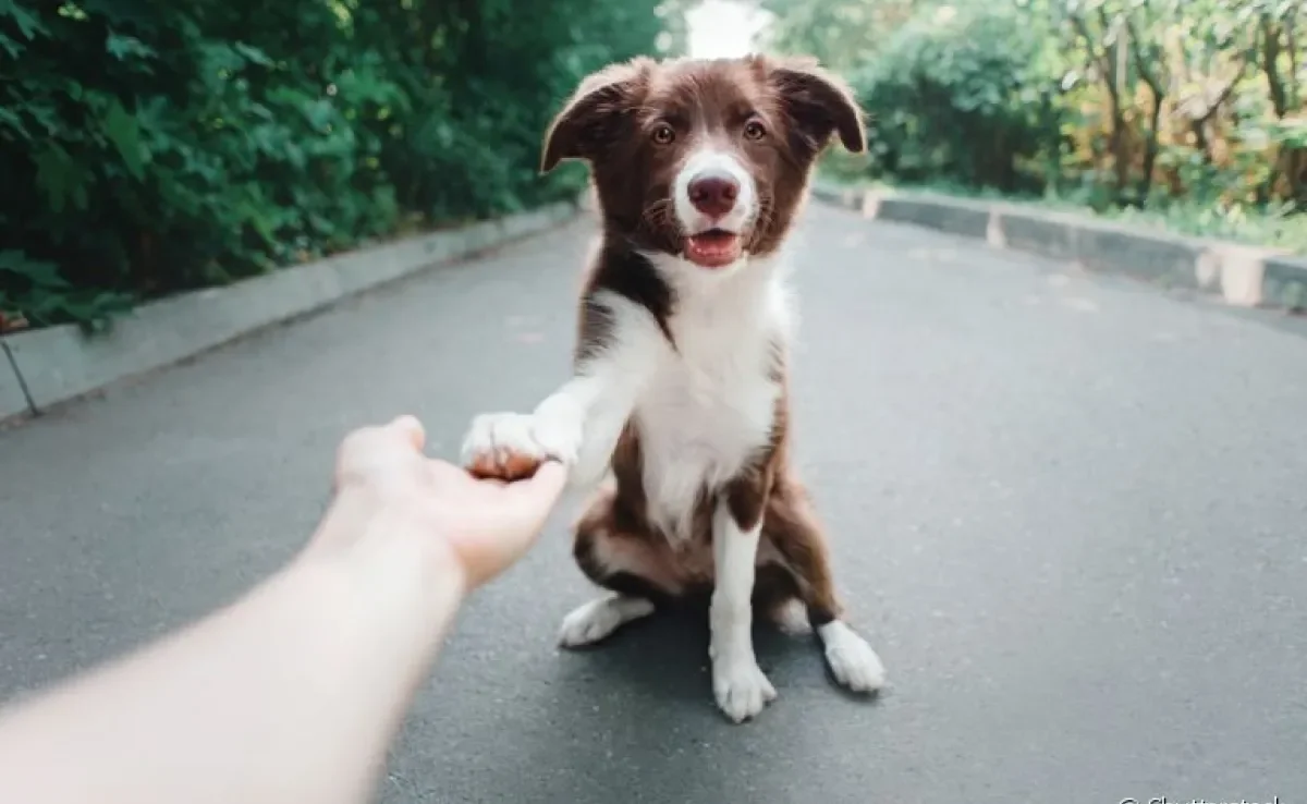 A pata de cachorro é uma parte do corpo sensível e muito importante para os pets