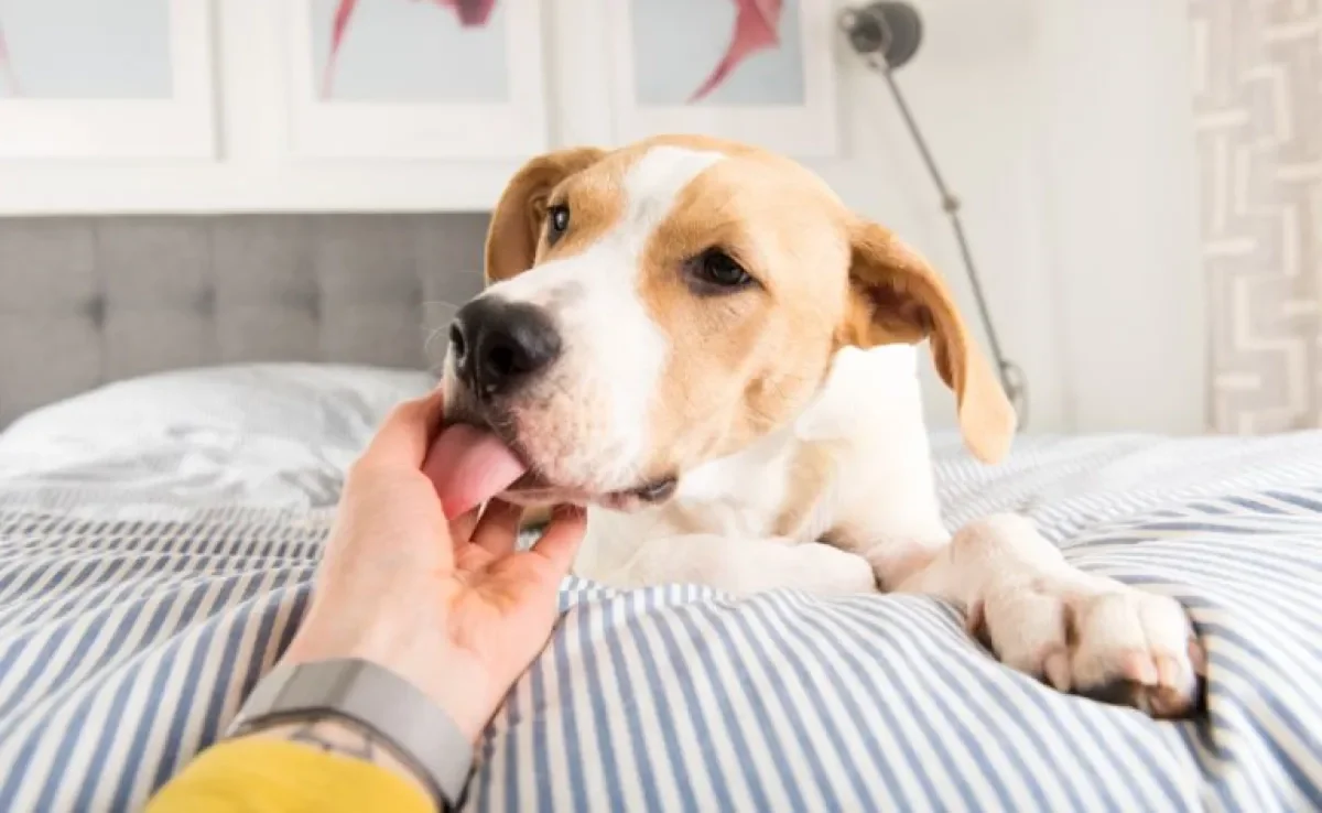 Os motivos porque o cachorro lambe a gente podem ter diferentes significados!