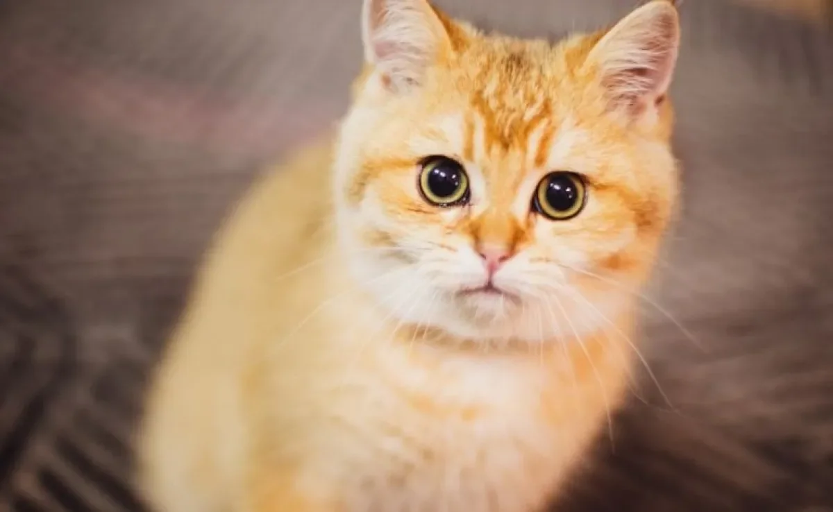 Veja porque o olho do gato brilha no escuro