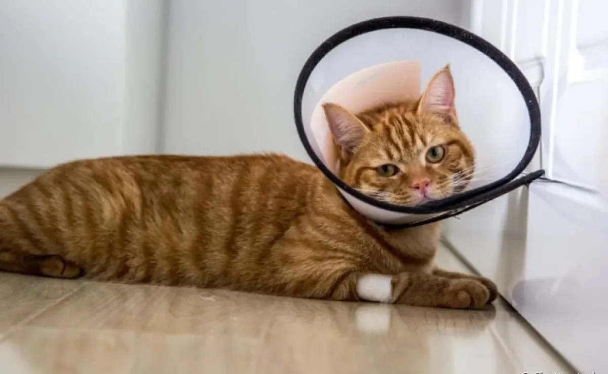  A resposta para quantos meses um gato pode ser castrado depende de alguns fatores 