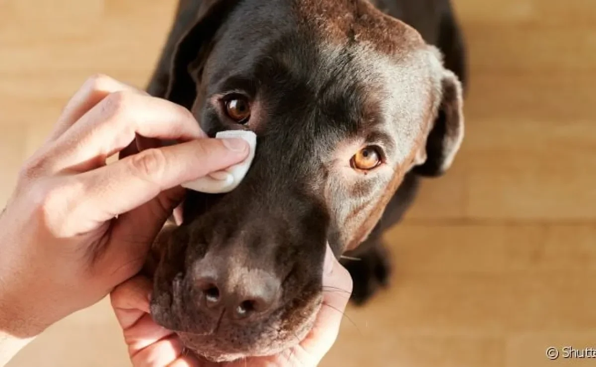 Remela no olho do cachorro pode até mesmo ser verme