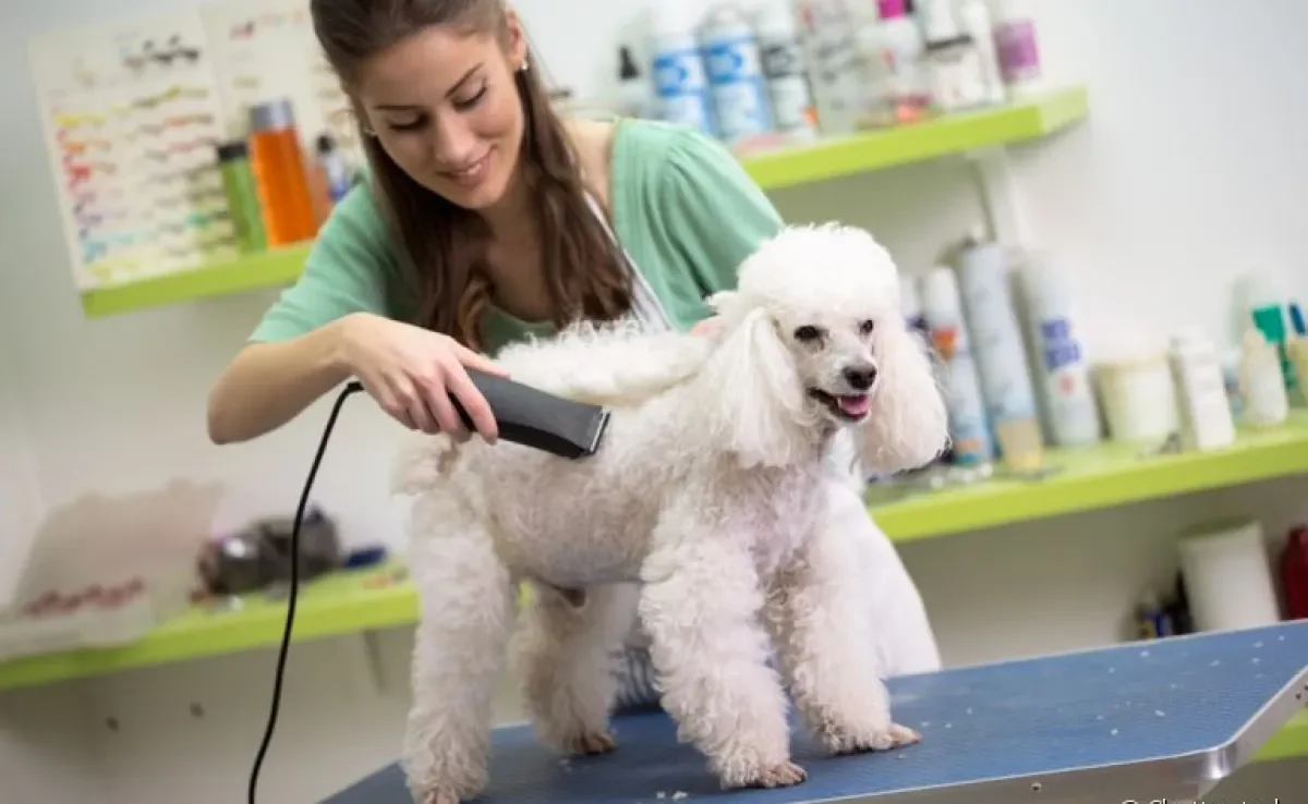  Tosa de cachorro: descubra a melhor opção para o seu pet 